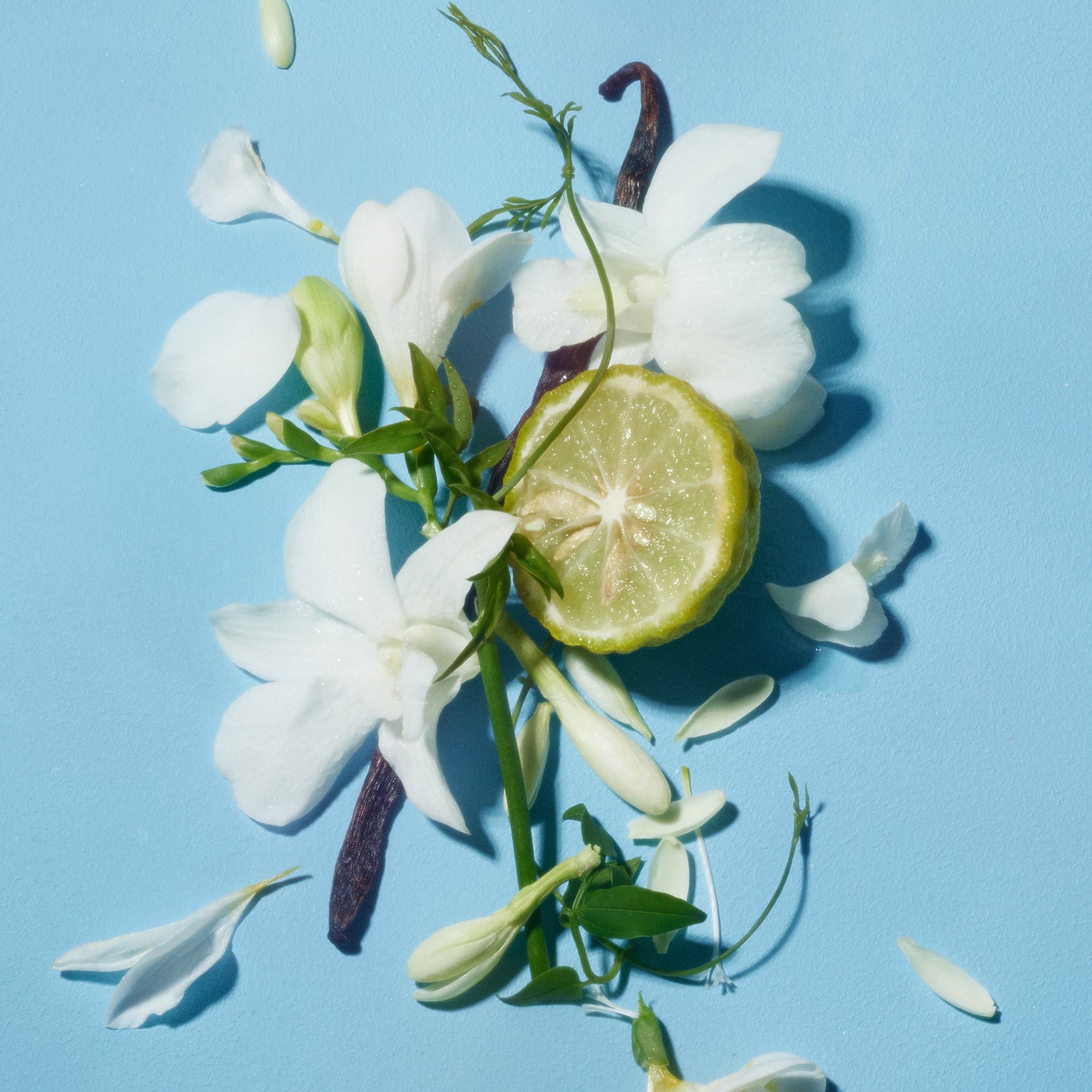 lost cause fragrance ingredients